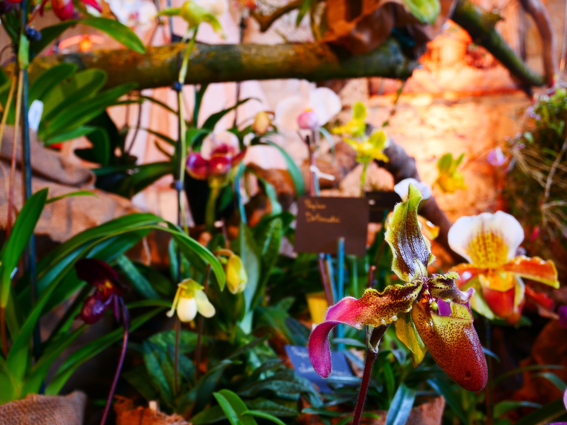 Exposition Internationale d'Orchidées à l'Abbaye de Vaucelles